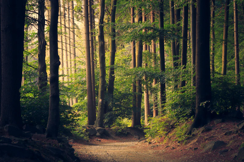 Floresta densa com raios de luz entre as árvores
